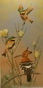10. Hoopoe, Little Bee-eaters, 10" x 20" - $235.00
