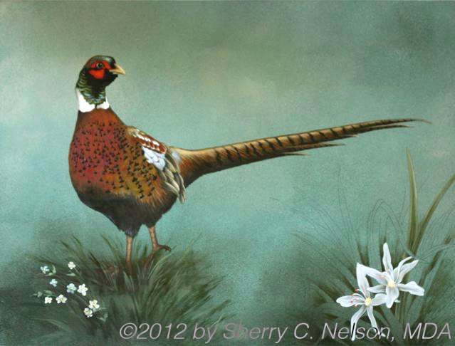 11.  Ring-necked Pheasant, 18" x 14", $255.00