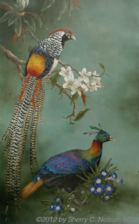 13. Lady Amherst's, Himalayan Monal Pheasants, 18" x 30" - $395.00