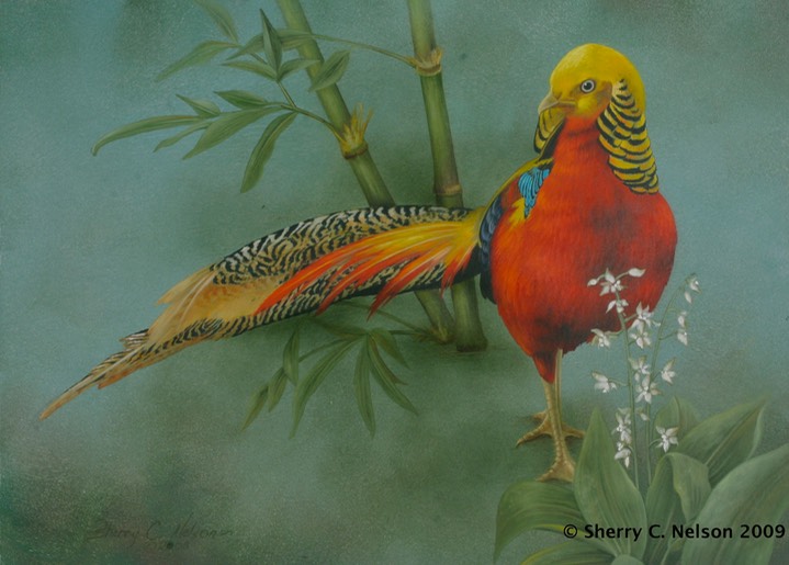 14.  Golden Pheasant, 18" x 14 - $255.00