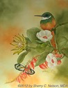 16.  Rufous-tailed Jacamar & Clearwing, 12" x 16" - $275.00