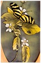 #18.Zebra Butterfly, 8"x12" - $3.00