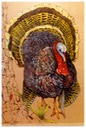 #19.Wild Turkey, 16"x20" - $8.00