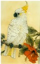 #1.Sulphur-creasted Cockatoo, 8"x16" - $5.00