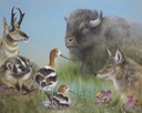 2.  Bison, Pronghorn, Badger, Coyote - 20" x 16", 395.00