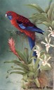 20.  Crimson Rosellas, 11" x 14" - $195.00