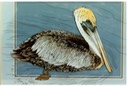 #21.Brown Pelican, 14"x18" - $6.00