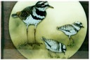 #23.Killdeer & Babies, 11"x14" - $5.00