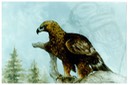 #24.Golden Eagle (against Landscape background), 14"x18" - $8.00