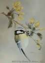 27. Blue Tit, Painting Songbirds, 8" x 10" flex board - $110.00