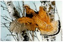 #28.Ruffed Grouse & Birch Trees, 11"x14"- $6.00