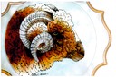 #29.John's Ram, 11"x14" - $4.00