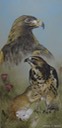 3.  Golden Eages & Swainson's Hawk, 8" x 16" - $195.00