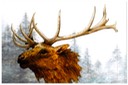 #30.North American Elk - canvas-style background, 11"x14" - $8.00