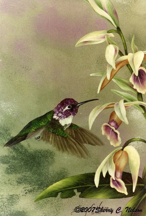 32. Costa's Hummingbird, male, 9" x 12" - $175.00