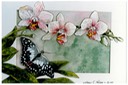 #32.Phalaenopsis Orchid & Butterfly, 9"x12" - $4.00
