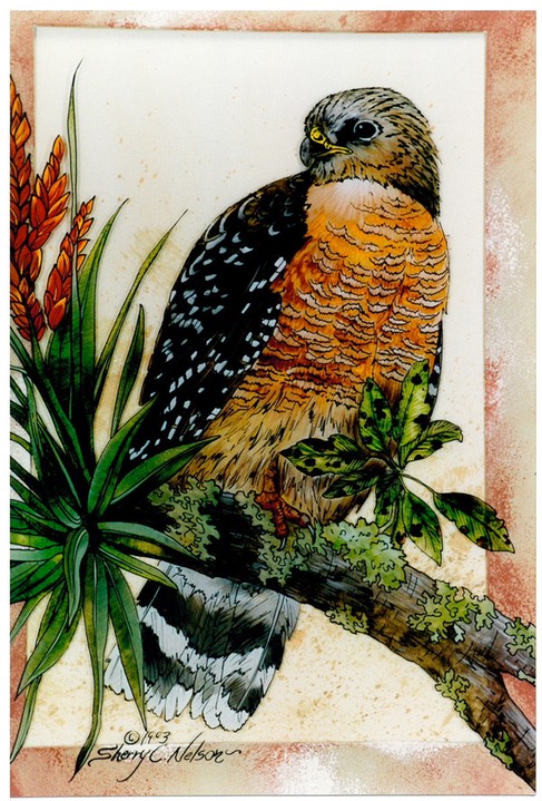 #33.Red-shouldered Hawk, 14"x18" - $5.00