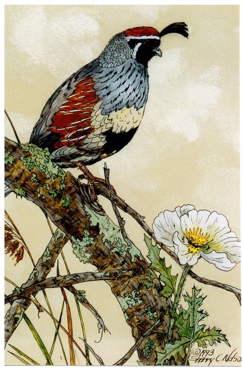 #34.Gambel Quail, 9"x12" - $5.00