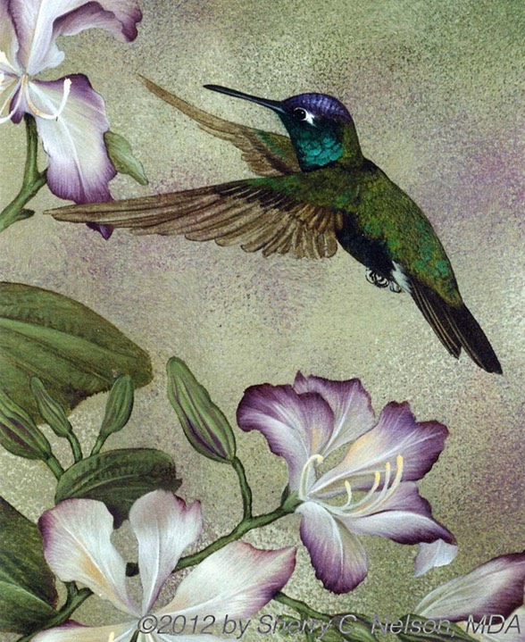 35. Magnificent Hummingbird, male, 9" x 12" - $195.00
