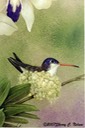 37. Violet-crowned Hummingbird, female, 8" x 10" - $165.00