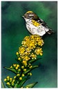 #37.Warbler & Blossoms, 8"x16" - $4.00