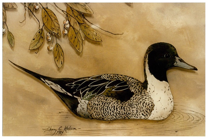 #3.Pintail Drake, 16"x20"- $5.00