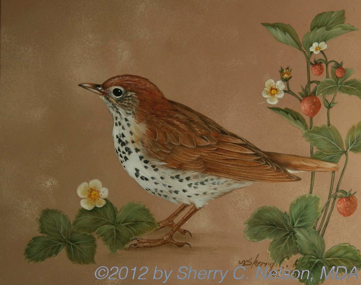 40. Wood Thrush w/ Wild Strawberries, 10" x 8" - $165.00