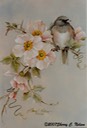 42. Dark-eyed Junco with Wild Roses, 9" x 12" - $185.00