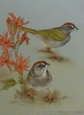 43. Green-tailed Towhees, 9" x 12" - $195.00