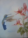 44. Blue-throated Hummer, Columbine, 8" x 10" - $145.00