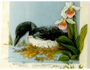 #44.Common Loon & Lady's Slippers. 11"x14" - $5.00