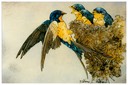 #45.Barn Swallow & Young, 9"x12" - $5.00