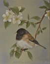 46. Oregon Junco w/ Apple Blossoms, 8" x 10" - $145.00