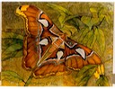#48.Giant Atlas Moth, 8"x10" - $5.00