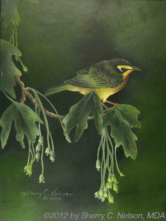 49. Kentucky Warbler, 9" x 12" - $145.00