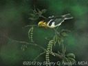 50. Blackburnian Warbler, 12" x 9" - $135.00