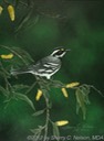 51. Black-throated Grey Warbler, 9" x 12" - $145.00