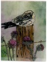 #52.Common NightHawk, 11"x14" - $4.00