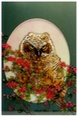 #55.Fledling Great Horned Owl, 11"x14" - $5.00