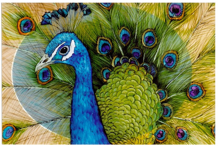 #59.Indian Peafowl, 11"x14" - $7.00