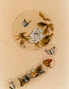 #5.Windsong, Butterflies on Wind Chime, $4.00