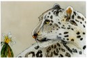 #60.Snow Leopard, 16'x12' - $6.00
