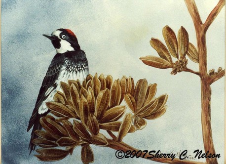 Acorn Woodpecker, 12" x 9", $6.00