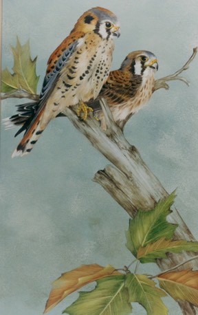 American Kestrels, 10" x 20", $9.00