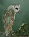 Bonnie's Barn Owl    11"x14". $10.00