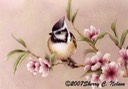Bridled Titmouse with Blossoms 10"x8" $7.00