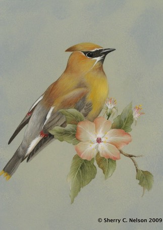 Cedar Waxwing with Blossom 8"x10". $5.00