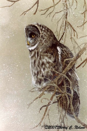 Great Gray Owl, 12" x 16", $8.00