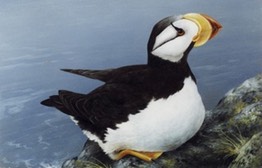 Horned Puffin659 2 2