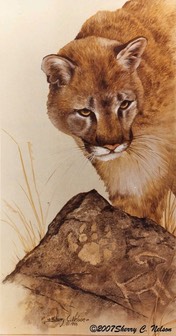 Mountain Lion with Petroglyphs       10" x 20"  $9.00